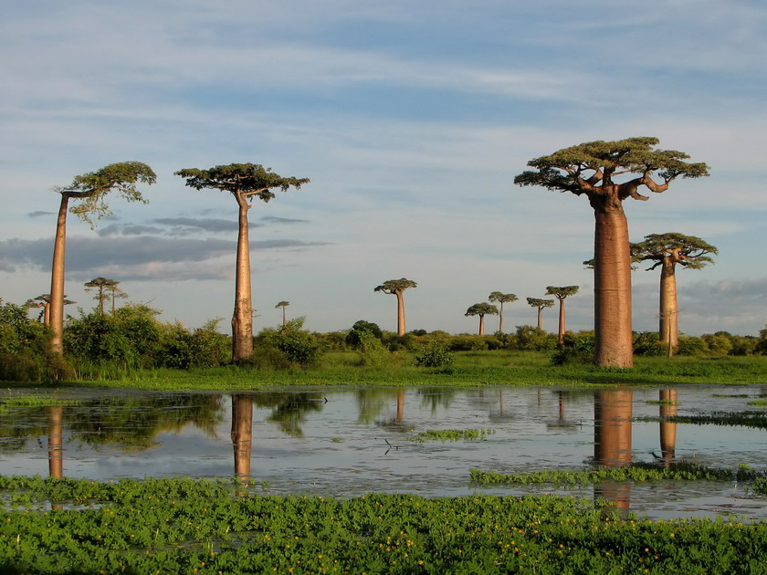 Avenue of the Baobabs