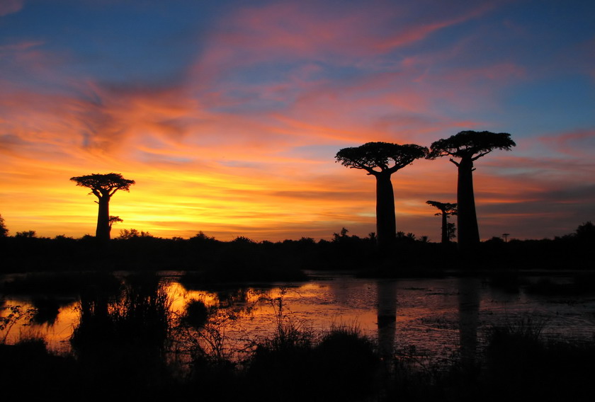 Avenue of the Baobabs