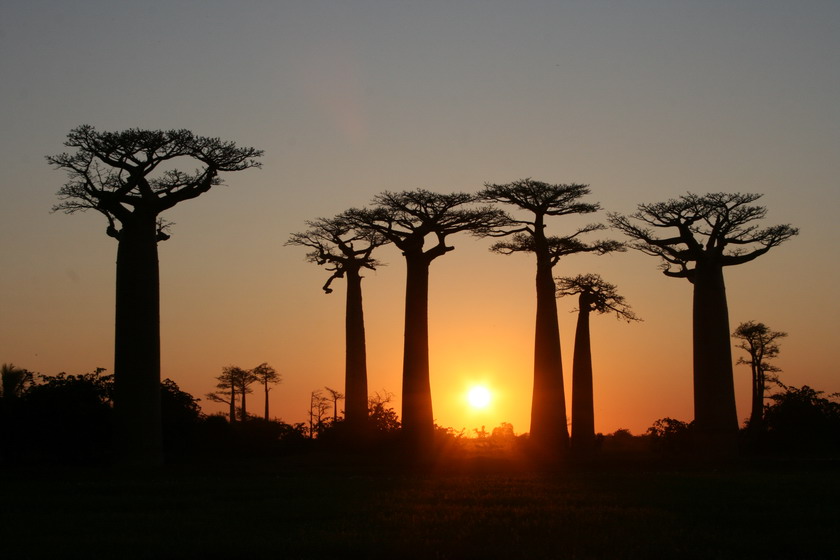 Avenue of the Baobabs