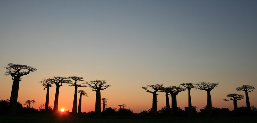 Avenue of the Baobabs