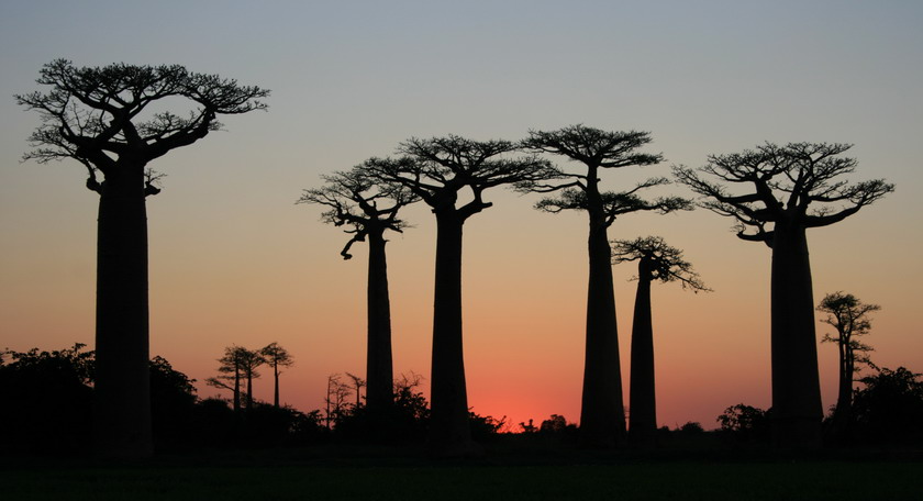 Avenue of the Baobabs