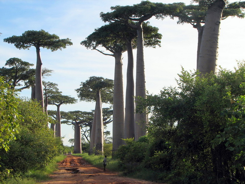 Avenue of the Baobabs