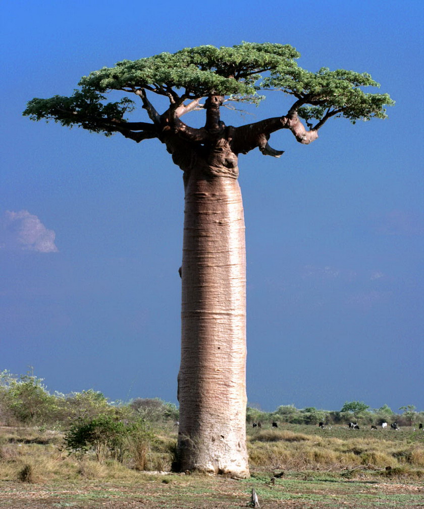 Avenue of the Baobabs