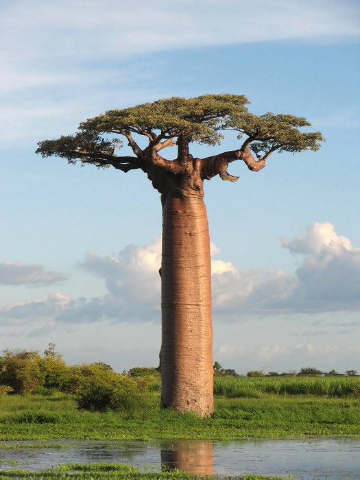 Landmark Avenue of the Baobabs