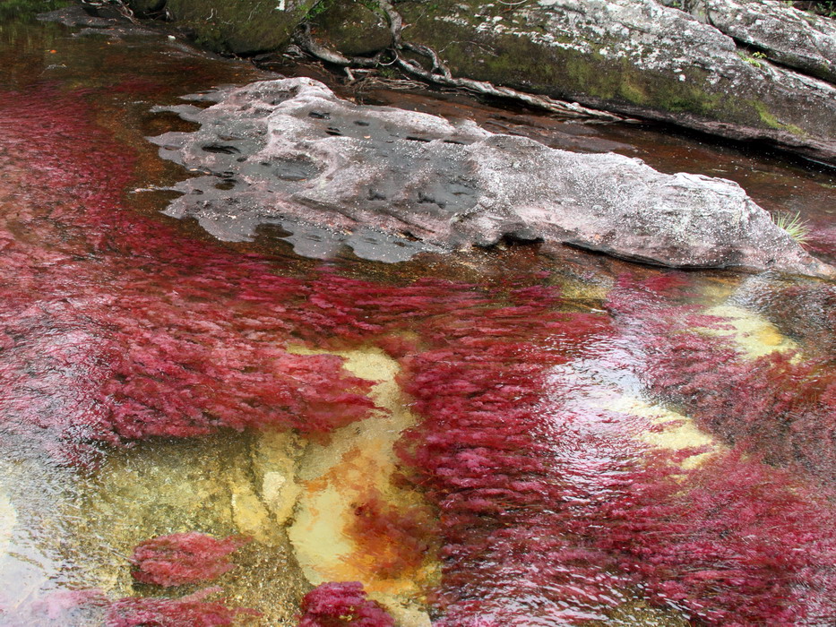 Landmark Cano Cristales